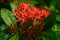 Red flower rain. Wet in water. Ixora Red tiny Flower Plant drenched in rain - Beautiful Home Decor Plant. Flower background design