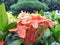 Red flower with raindrops in the yard after rain