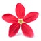 Red flower of Rangoon creeper on white background