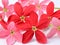 Red flower of Rangoon creeper on white background