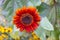 Red Flower, Red Sunflower, Moulin Rouge, Prado red sunflowers