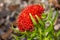 Red flower rhodiola kirilowii