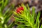 Red flower rhodiola kirilowii