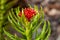 Red flower rhodiola kirilowii