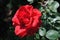 Red flower of Rose