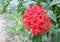 Red flower, Rubiaceae flower, Ixora coccinea