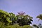 The red flower of schefflera actinophylla and blue sky on sunny day