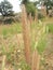 Red flower and seeds of Crimson Fountain grass