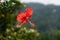 red flower is shining under the sunlight