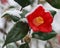 Red flower in the snow (camellia japonica)