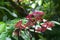 Red flower spike and green leaf waterfall in nature