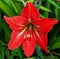 Red flower of striped barbados lily, Hippeastrum striatum
