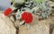 Red flower of succulent Crassula perfoliata var. minor.