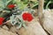 Red flower of succulent Crassula perfoliata var. minor.