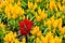 Red flower surrounded by yellow ones