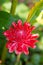 Red flower Torch ginger