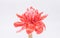 Red flower of torch ginger, etlingera elatior family zingiberaceae on white background