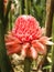 Red flower, Torch ginger or flower is blooming in the garden