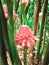 Red flower, Torch ginger or flower is blooming in the garden
