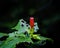 Red flower with torn leaf