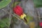 Red flower Trailing abutilon Callianthe with yellow crown