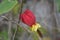 Red flower Trailing abutilon Callianthe with yellow crown