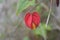 Red flower Trailing abutilon Callianthe with yellow crown