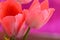 Red flower tulip. Group of colorful tulip. Bright colorful tulip close up for greetings card