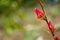 Red flower, unidentified , Aarey Milk Colony