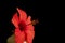 Red flower in a vase isolated on a red background. Flower of hibiscus isolated on black background. Red color.