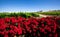 Red Flower Vineyard