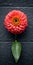 Red Flower On Wall Dark Gray, Dynamic Balance, Uhd Image