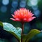 A red flower with water droplets on it, AI