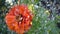 Red flower with waterdrops in the rain. Slow motion shot