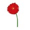 Red flower on white background. Natural elegance illustration design with blooming gerbera