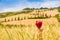 Red flower and winding road in crete senesi Tuscany, Italy