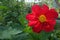 Red flower with yellow middle. Dahlia