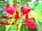 red flower with yellow pistil