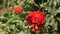 Red flower zinnia