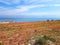 Red Flowerbed near the Dead Sea, Israel