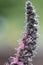 Red-flowered viper`s grass, Echium russicum, budding flower panicle