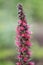 Red-flowered viper`s grass, Echium russicum, flower panicle