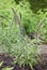 Red-flowered viper`s grass, Echium russicum, flowering plant