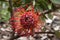 Red flowerhead of a leucospermum cordifolium X glabrum allegro shrub