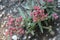 Red-flowering crassula