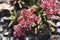 Red-flowering crassula