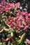 Red-flowering crassula