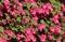 Red flowering currant, close-up with selective focus