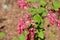 Red flowering Currant Ribes