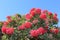 Red flowering eucalyptus gum tree